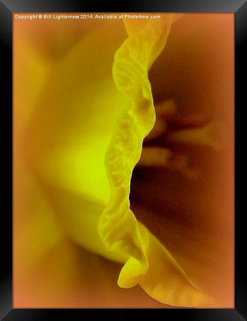 Inside the Yellow Daffodil Framed Print by Bill Lighterness