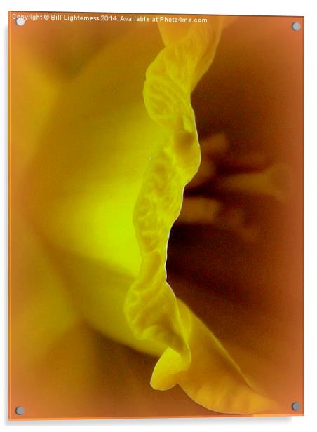 Inside the Yellow Daffodil Acrylic by Bill Lighterness