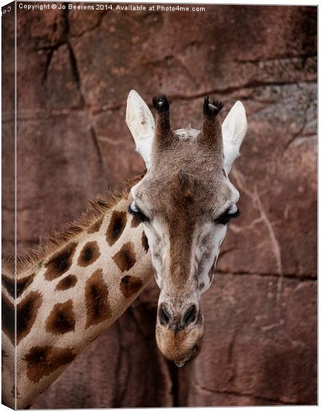 giraffe head Canvas Print by Jo Beerens