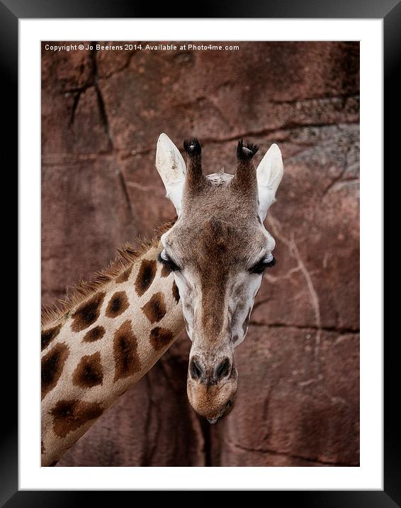giraffe head Framed Mounted Print by Jo Beerens