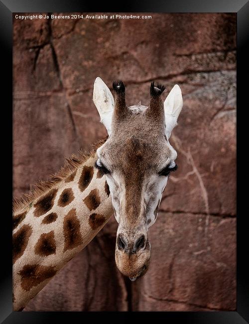 giraffe head Framed Print by Jo Beerens
