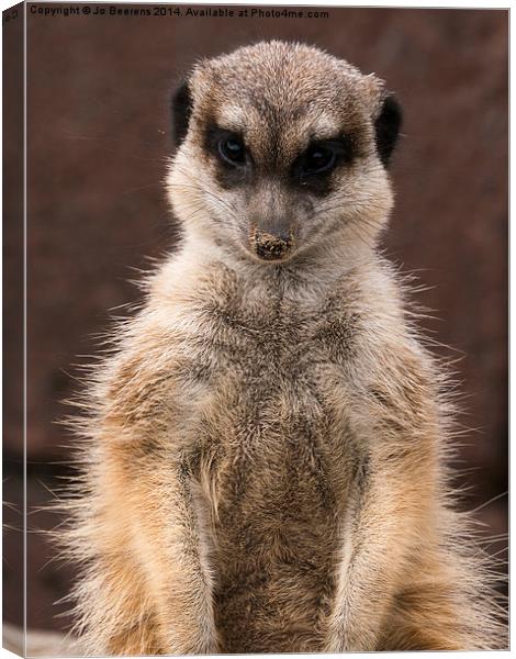 meerkat guard Canvas Print by Jo Beerens