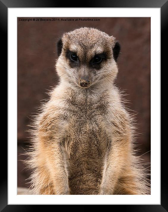 meerkat guard Framed Mounted Print by Jo Beerens