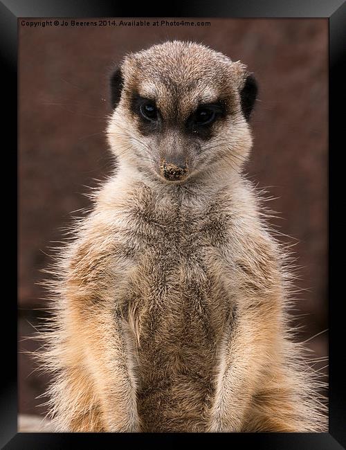 meerkat guard Framed Print by Jo Beerens
