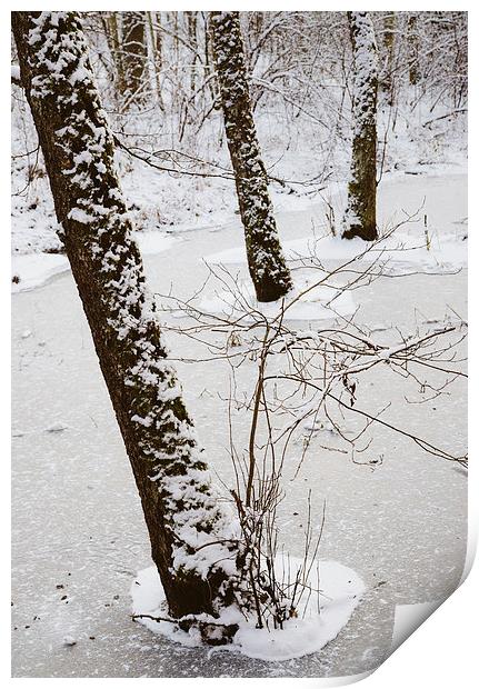 Snowy trees in frozen pond Print by Matthias Hauser