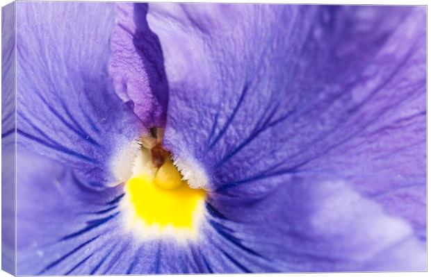 Purple and yellow pansy detail Canvas Print by Matthias Hauser