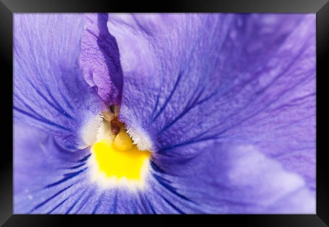 Purple and yellow pansy detail Framed Print by Matthias Hauser