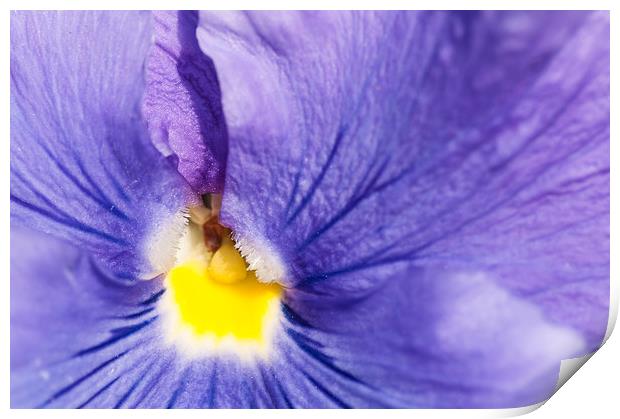 Purple and yellow pansy detail Print by Matthias Hauser