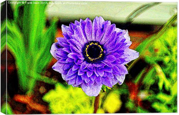 A single flower shown artistically Canvas Print by Frank Irwin