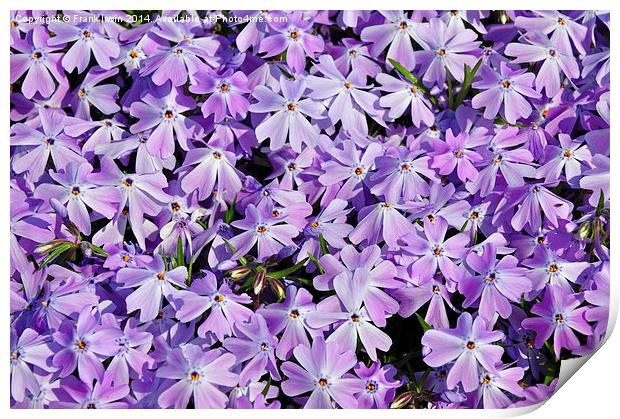 A mat of colourful flowers. Print by Frank Irwin