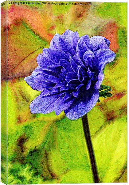A single anemone shown artistically Canvas Print by Frank Irwin