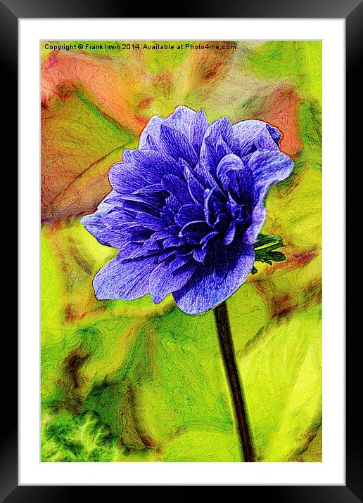 A single anemone shown artistically Framed Mounted Print by Frank Irwin