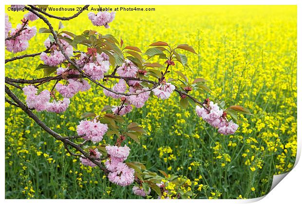 Spring Blossom Print by Julie Woodhouse