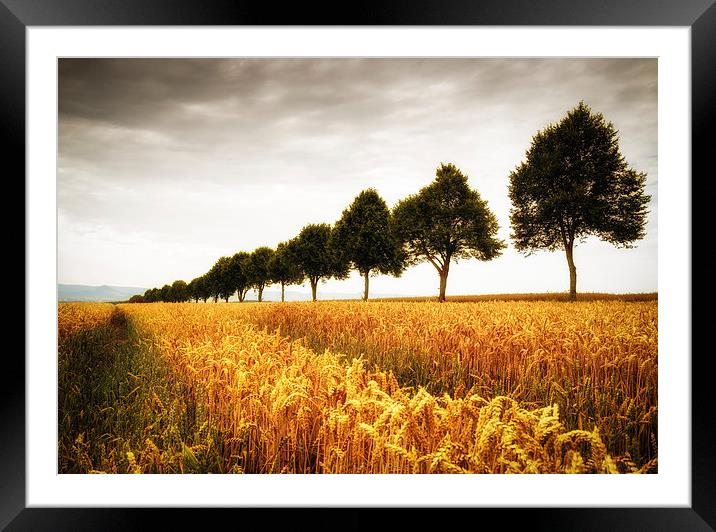 Golden cornfield and trees Framed Mounted Print by Matthias Hauser