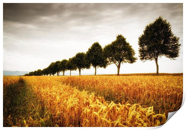Golden cornfield and trees Print by Matthias Hauser