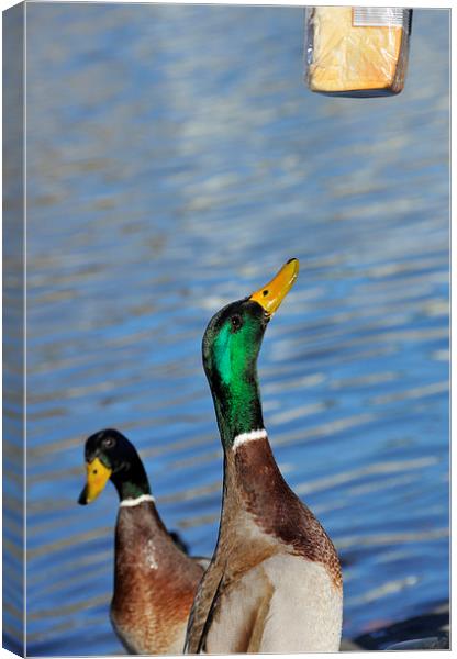 Hungry duck Canvas Print by Matthias Hauser