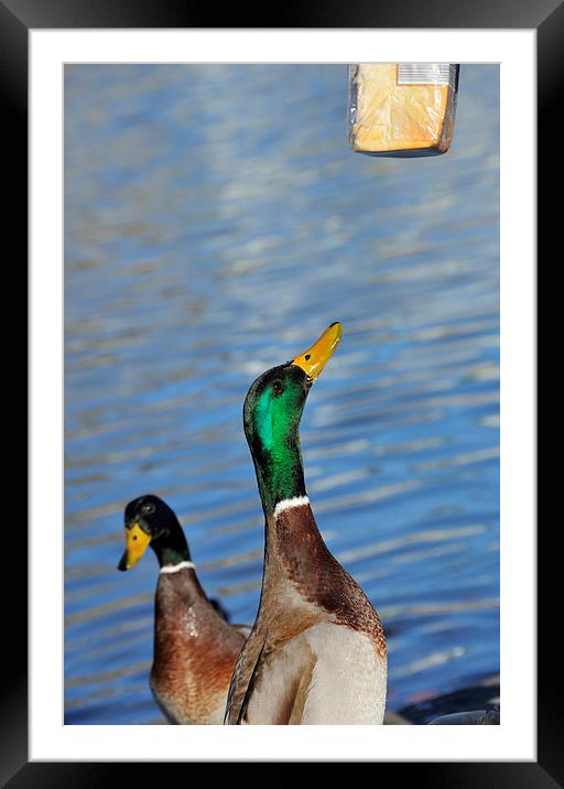 Hungry duck Framed Mounted Print by Matthias Hauser