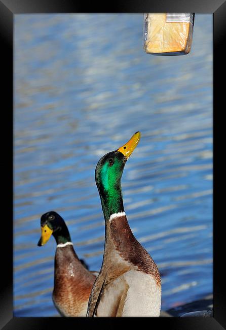 Hungry duck Framed Print by Matthias Hauser