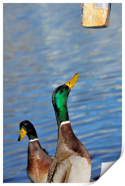 Hungry duck Print by Matthias Hauser