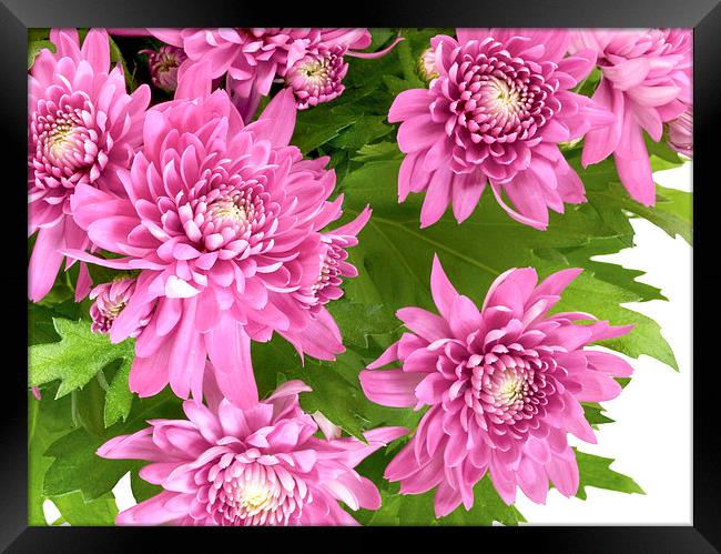 Chrysanthemum Framed Print by Victor Burnside