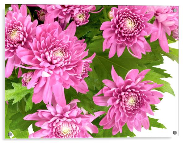 Chrysanthemum Acrylic by Victor Burnside