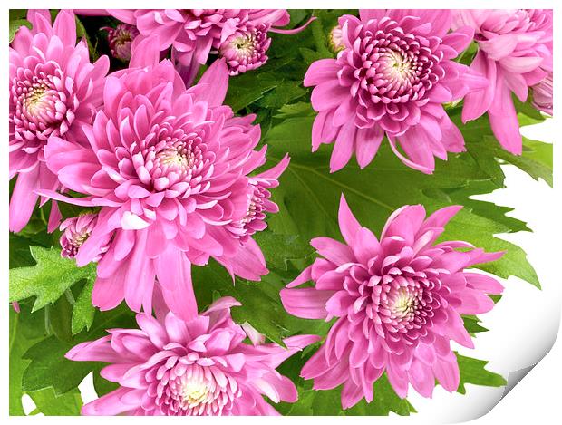 Chrysanthemum Print by Victor Burnside