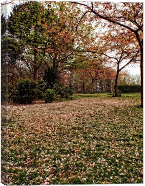cherry blossom carpet Canvas Print by chrissy woodhouse