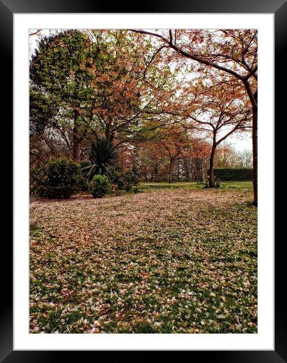cherry blossom carpet Framed Mounted Print by chrissy woodhouse