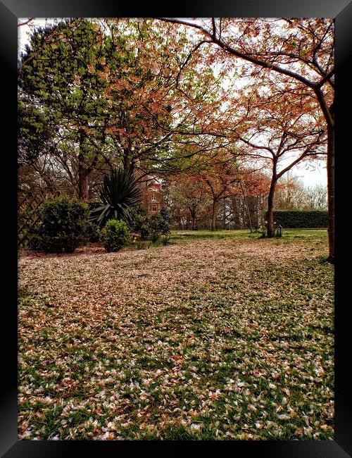 cherry blossom carpet Framed Print by chrissy woodhouse