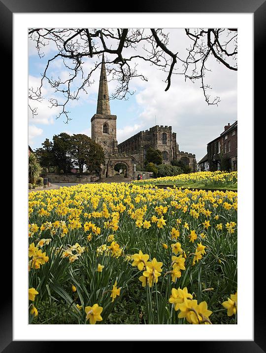 Spring Daffodils Framed Mounted Print by John Keates