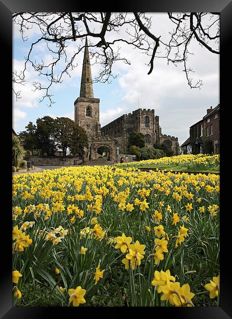 Spring Daffodils Framed Print by John Keates