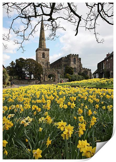 Spring Daffodils Print by John Keates
