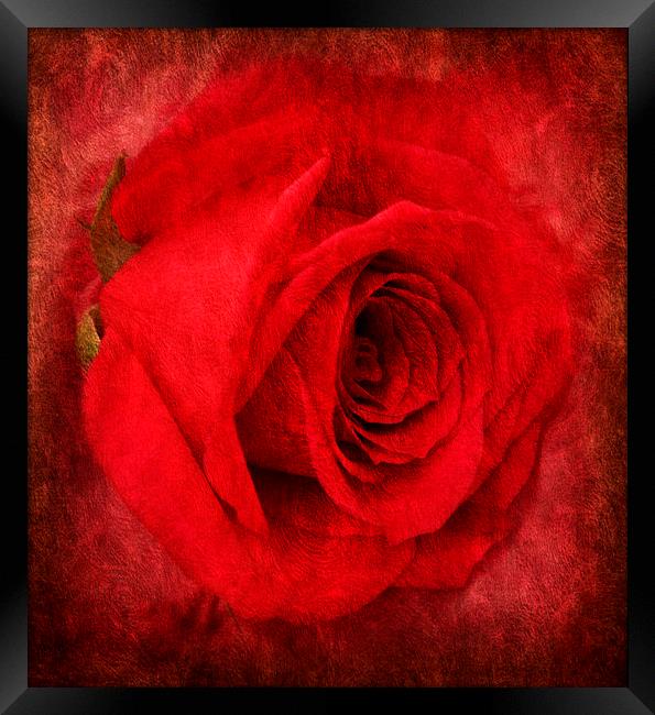 the beautiful rose Framed Print by sue davies