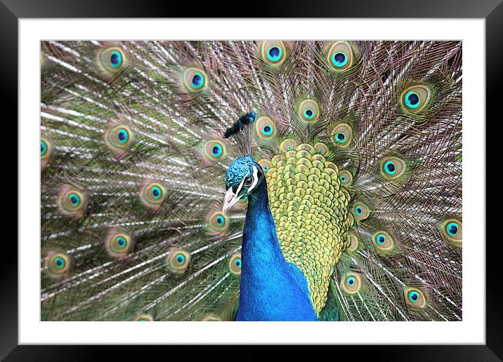 Peacock displaying Framed Mounted Print by John Keates