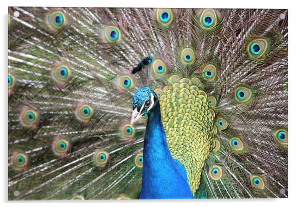 Peacock displaying Acrylic by John Keates