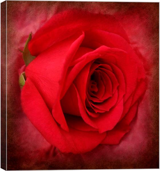 the ever beautiful rose Canvas Print by sue davies