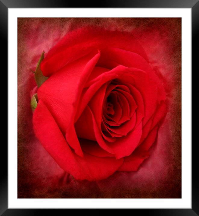 the ever beautiful rose Framed Mounted Print by sue davies
