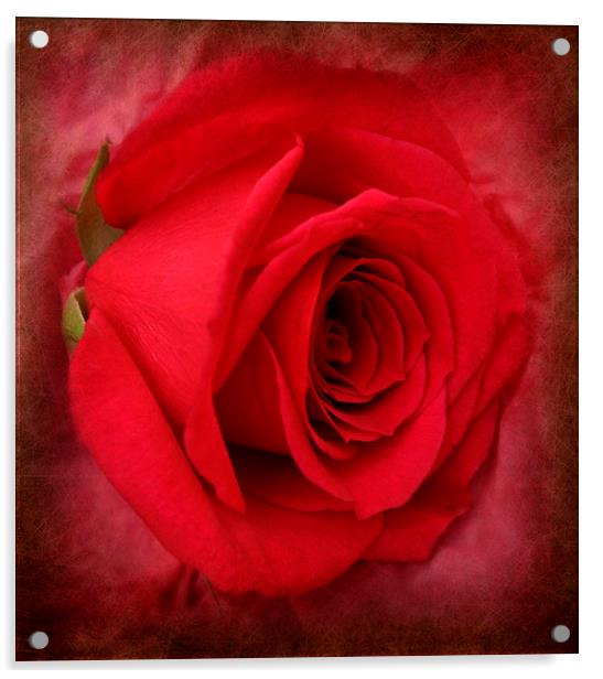 the ever beautiful rose Acrylic by sue davies
