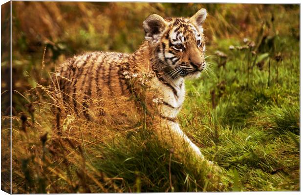 Tiger cub Canvas Print by Sam Smith