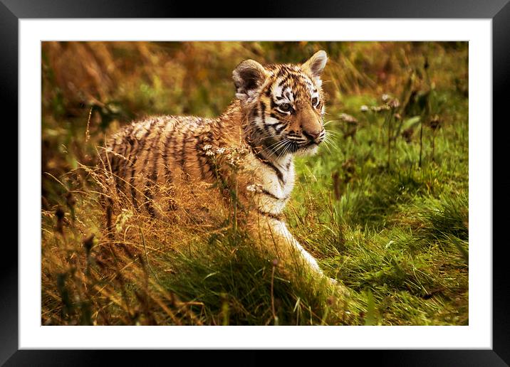 Tiger cub Framed Mounted Print by Sam Smith