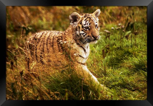 Tiger cub Framed Print by Sam Smith