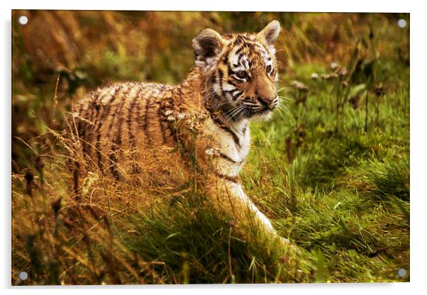 Tiger cub Acrylic by Sam Smith