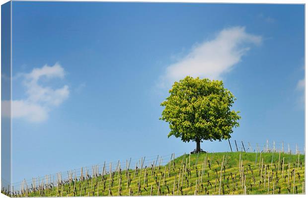 Green tree and blue sky Canvas Print by Matthias Hauser