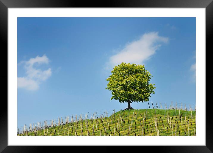 Green tree and blue sky Framed Mounted Print by Matthias Hauser