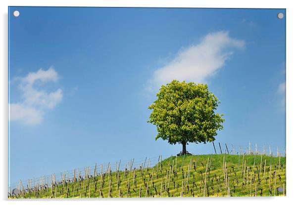 Green tree and blue sky Acrylic by Matthias Hauser