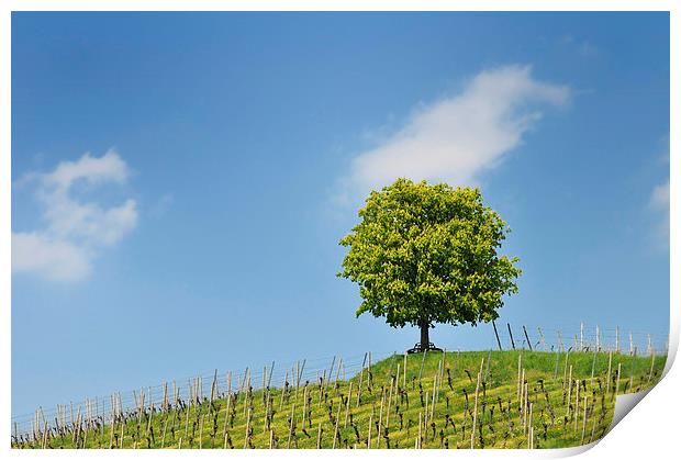 Green tree and blue sky Print by Matthias Hauser
