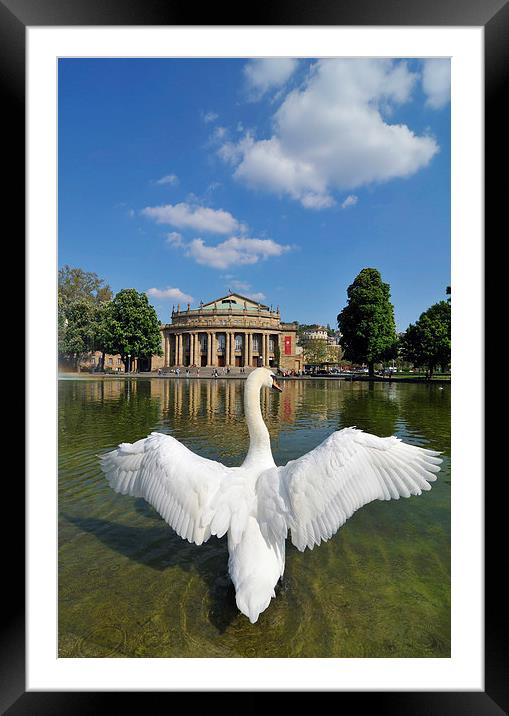 Swan spreads wings in Stuttgart Framed Mounted Print by Matthias Hauser