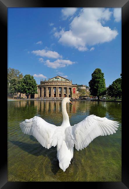 Swan spreads wings in Stuttgart Framed Print by Matthias Hauser