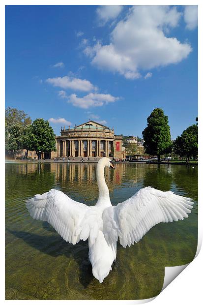 Swan spreads wings in Stuttgart Print by Matthias Hauser