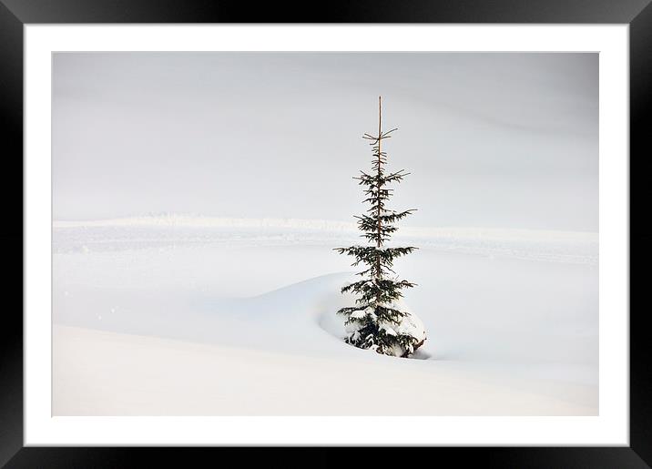 One tree lots of snow Framed Mounted Print by Matthias Hauser